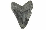 Fossil Megalodon Tooth - South Carolina #168062-2